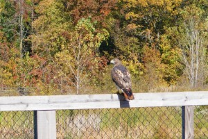 Red Tailed Hawk