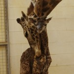 giraffes