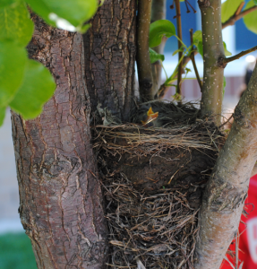 baby robin