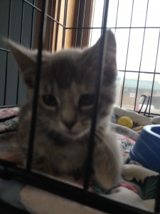 I am looking for a kitten loving home!