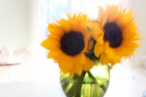 Sunflowers